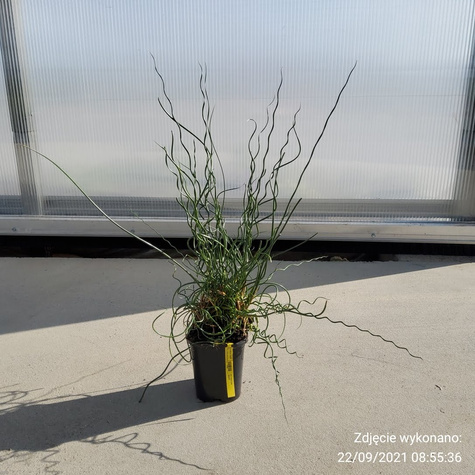 Sit Rozpierzchły Spiralny (C2)