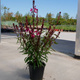 Gaura Gambit Rose (C2)