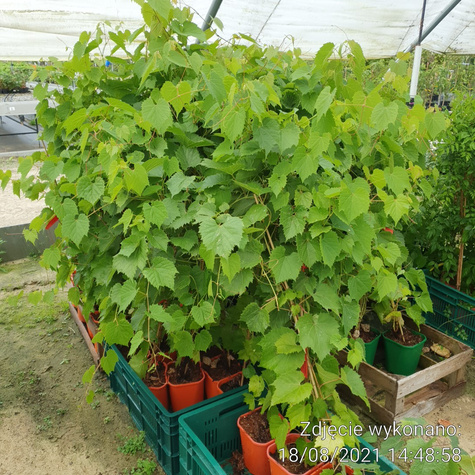 Winorośl winogrona Remaily bezpestkowa