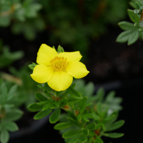 Pięciornik krzewiasty 'Klondike' (C2)