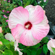 Hibiskus bagienny Luna Pink Swirl (C2)