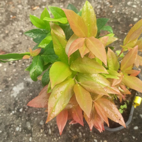 Kiścień Scarletta (C2)