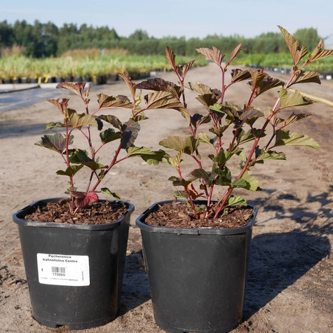 Pęcherznica kalinolistna Centre Glow (C2)