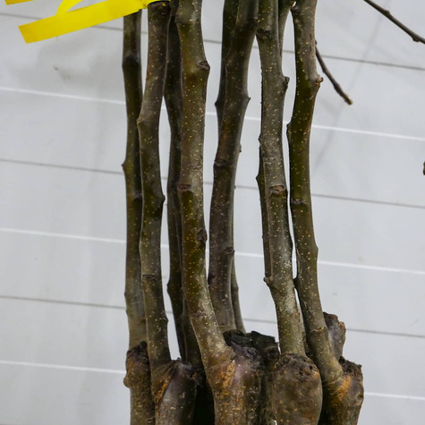 Jabłoń Jonatan Plant Pack