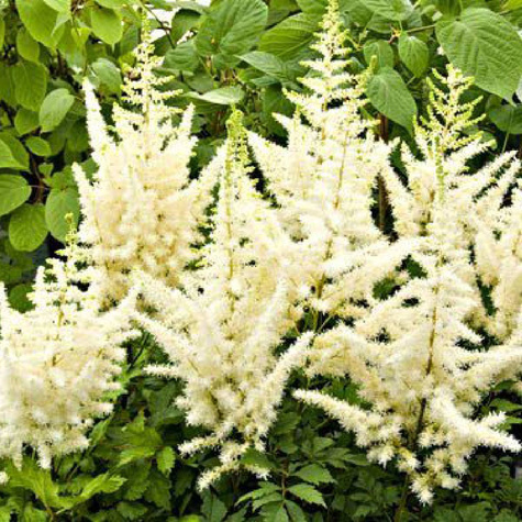 Tawułka japońska Deutschland kremowa (C2)