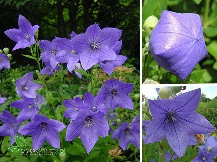 Zestaw rozwarów 3 szt. niebieskiego i 3 szt. białego SADZONKA Rozwar Wielkokwiatowy