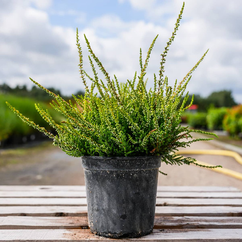 Wrzos pospolity Andrea