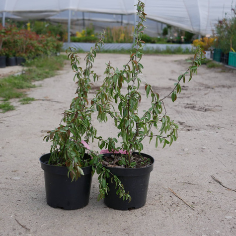 Pigwowiec japoński Red Joy w doniczce