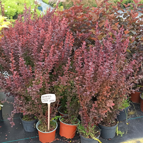 Berberys Thunberga Chocolate Summer (C2)