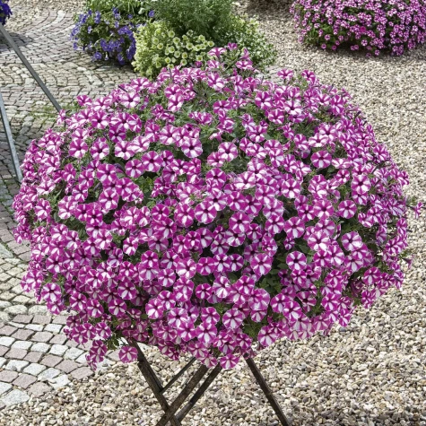 Surfinia Supertunia Vista Raspberry Star samoczyszcząca