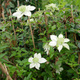 Powojnik Clematis botaniczny Albina Plena