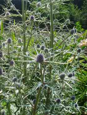 Mikołajek różnobarwny (C2)