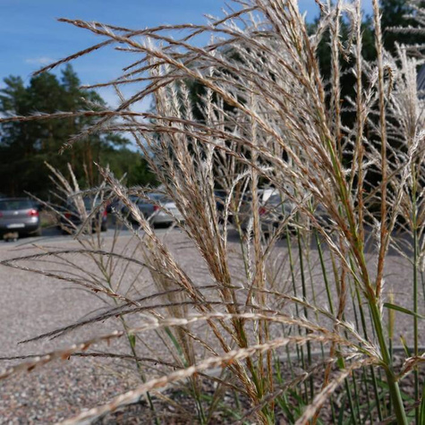 Miscant chiński Silberfeder (P9)