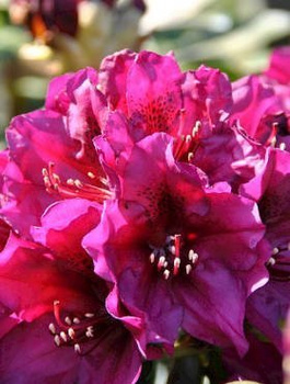 Rododendron Polarnacht purpurowo-fioletowy (C2)