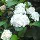 Hortensja ogrodowa White Delight (C2)