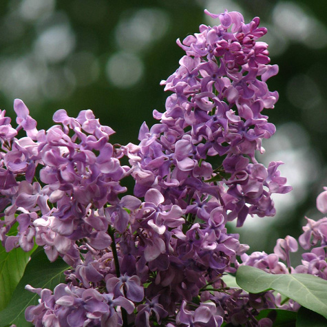 Lilak pospolity General Pershing pełny pachnący w doniczce (C2)