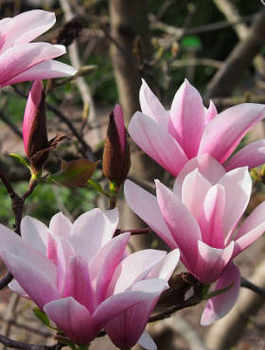 Magnolia Heaven Scient