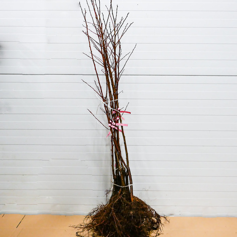 Śliwa japońska Gauota Plant Pack