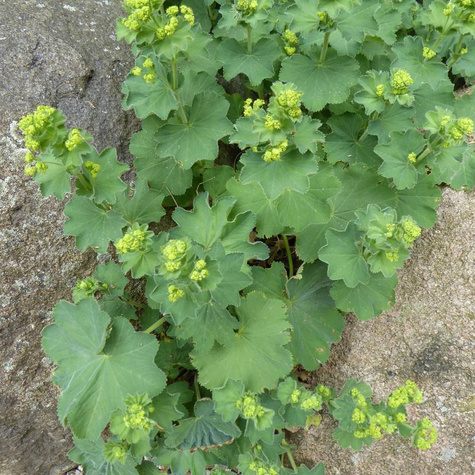 Przywrotnik ostroklapowy Płaszcz Matki Boskiej (C2)