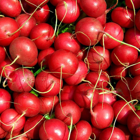 Rzodkiewka kulista Rowa pierwszy zbiór 5g