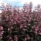 Penstemon Dark Towers (C2) 