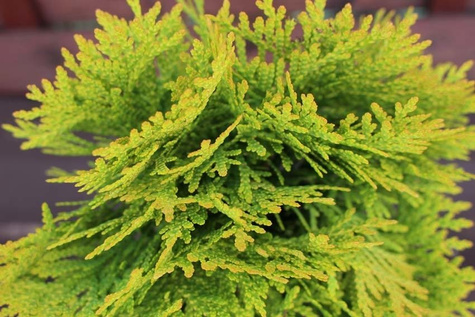 Thuja Tuja Żywotnik zachodni Danica Aurea