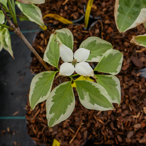 Dereń kousa Akatsuki (C2)