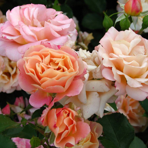 Róża okrywowa Cubana morelowa balot