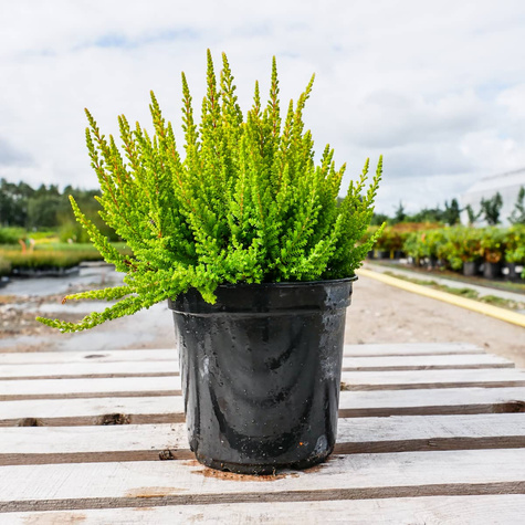 Wrzos pospolity Skyline Monaco