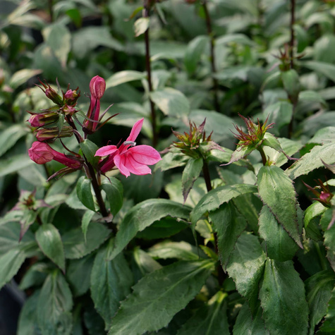 Lobelia okazała Starship Rose (C2)