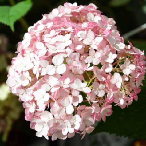 Hortensja krzewiasta Sweet Annabelle (C2)