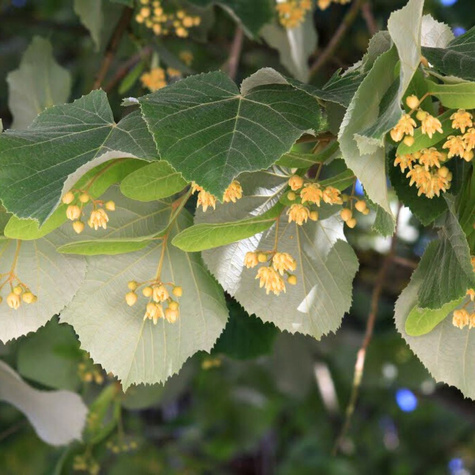 Lipa srebrzysta Tilia Tomentosa (C2)