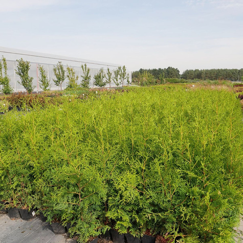 Thuja Tuja Żywotnik zachodni Brabant (C2)