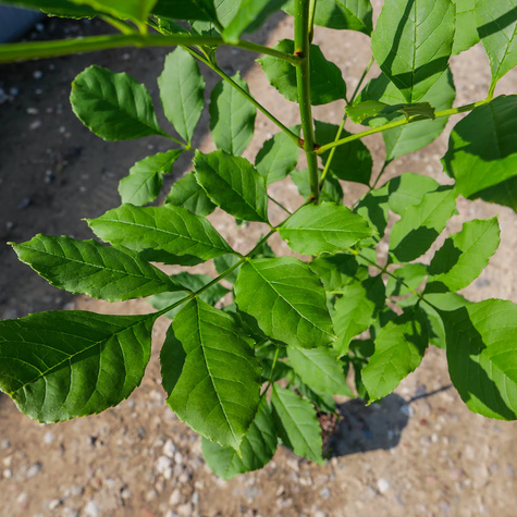 Jesion pensylwański (C2)