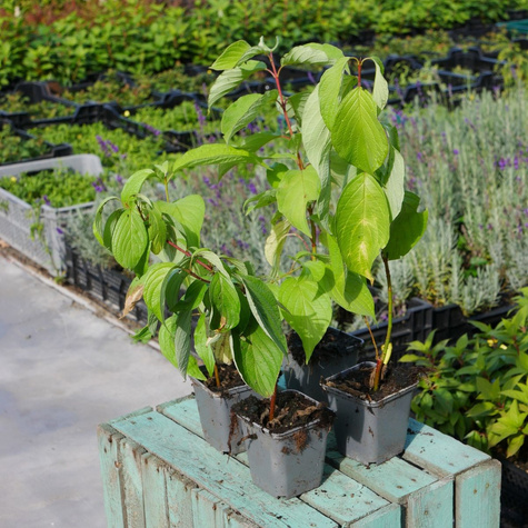 Dereń biały Aurea (P9)