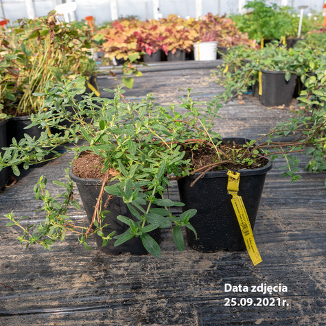 Posłonek ogrodowy Cerise Queen (C2)