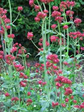 Ostrogowiec czerwony 0,3g Polan