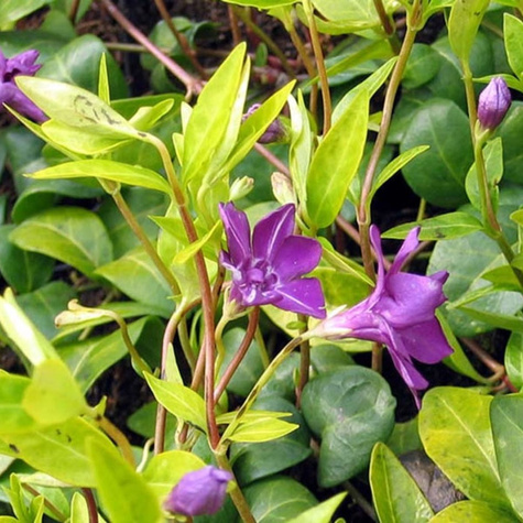 Barwinek pospolity Multiplex (C2)