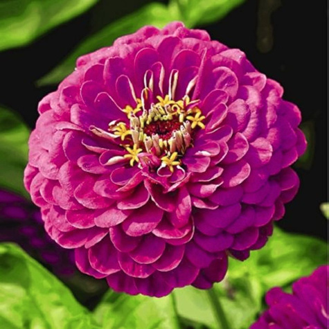 Cynia wytworna Cupido mix 1g
