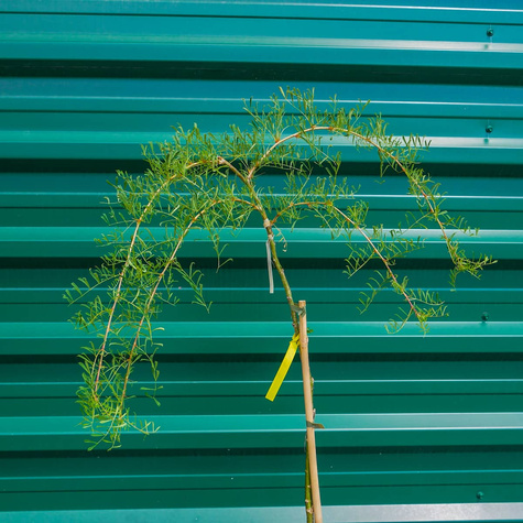 Karagana syberyjska Walker