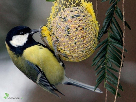 POKARM DLA PTAKÓW KULE 100G 1szt (ME52)