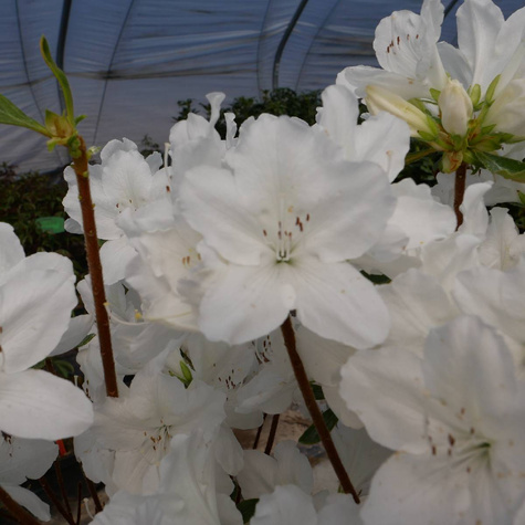 Azalia japońska Luzi