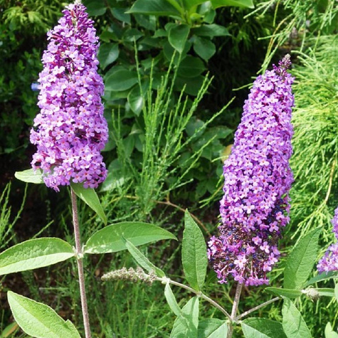 Budleja Dawida Ile de France (C2)