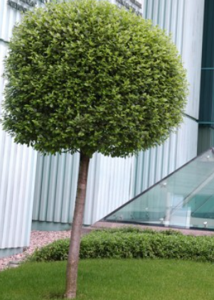 Wiśnia osobliwa Umbraculifer (obw. 2/4cm)