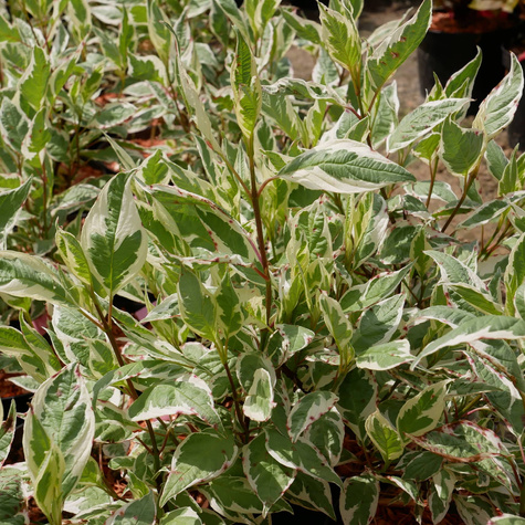 Dereń biały Ivory Halo Bailhalo (C2)