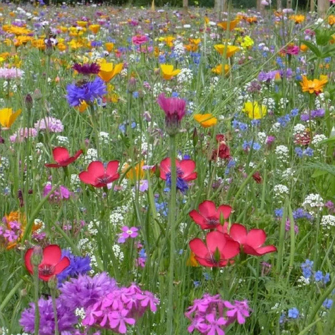 Łąka kwietna Mieszanka Letnie Szalenstwo 2g jednoroczne