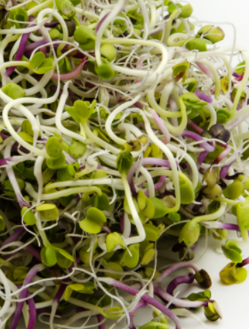 Rzodkiewka nasiona na kiełki 20g