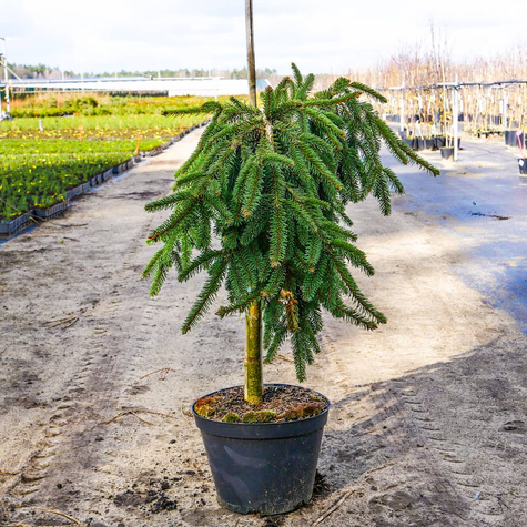 Świerk szczepiona Pendula na pniu Pa 70-90cm
