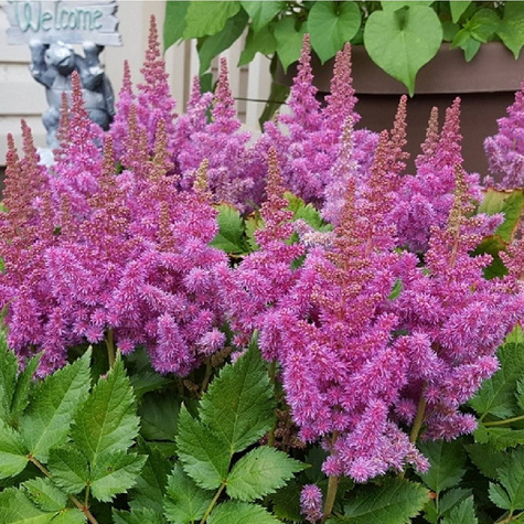 Tawułka chińska Purpurkerze (C2)