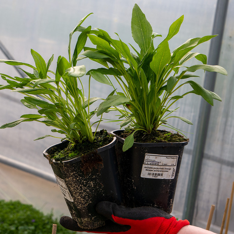 Jeżówka purpurowa Orange Skipper pomarańczowa (C2)